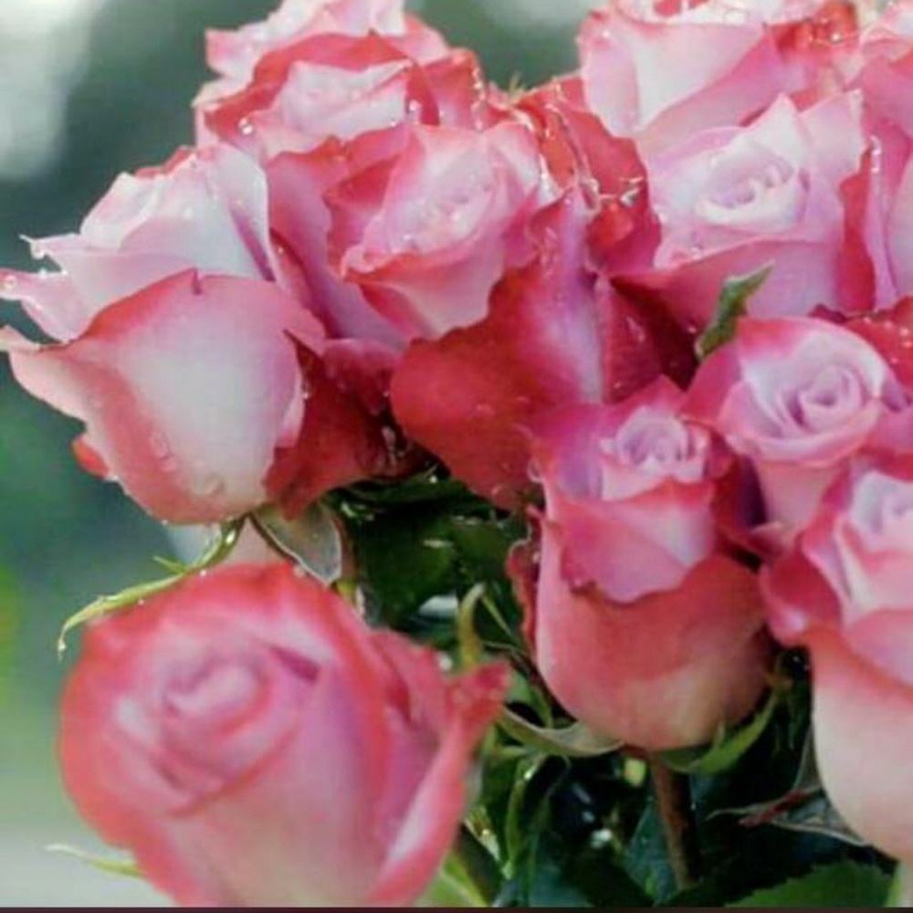 Meet your Posher, Elena